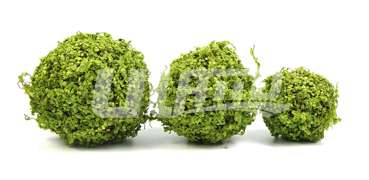 碎葉假植物球規(guī)格尺寸