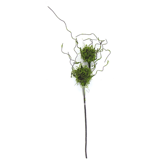 雙頭苔蘚鳥巢